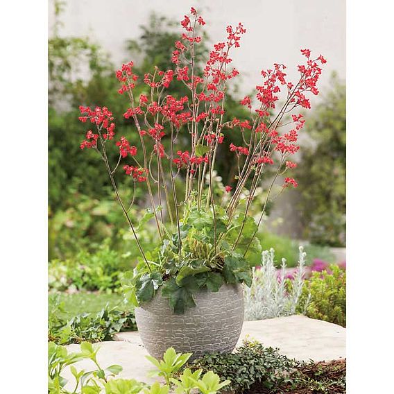 Heuchera 'Bressingham Hybrids' - Seeds