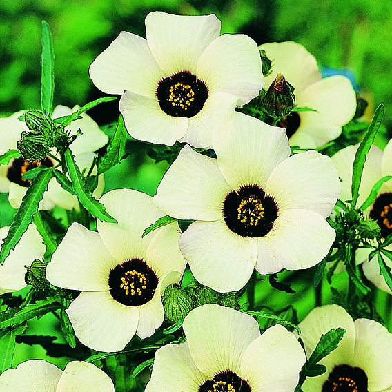 Hibiscus 'Simply Love' - Seeds
