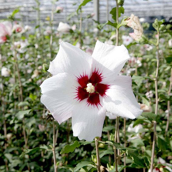 Hibiscus syriacus 'Shintaeyang'