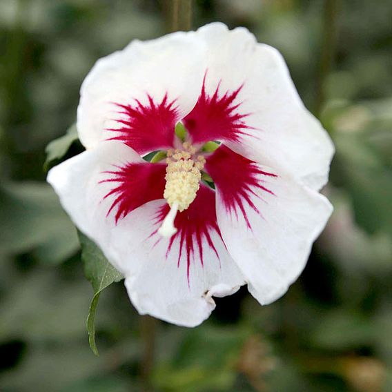 Hibiscus syriacus 'Shintaeyang'