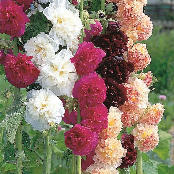 Hollyhock Seeds - Chater's Mix