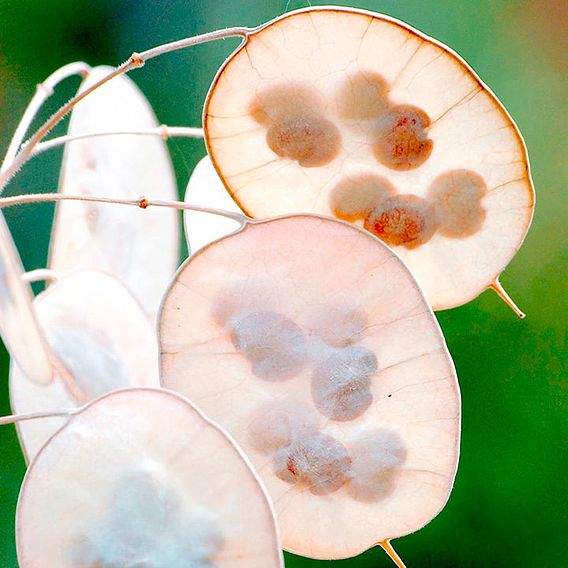 Honesty 'Mix' - Seeds