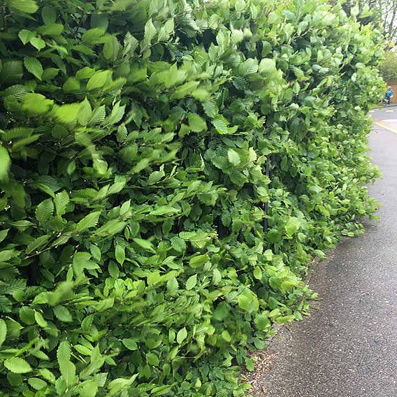 Hornbeam (Hedging)