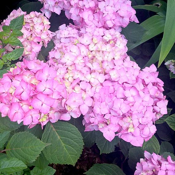 Hydrangea macrophylla 'Endless Summer - Bloomstar'