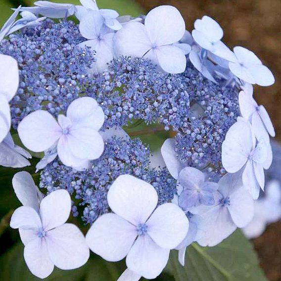 Hydrangea macrophylla 'Endless Summer - Twist & Shout'