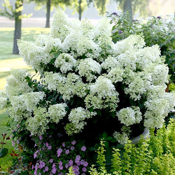Hydrangea paniculata Plant - Bobo®