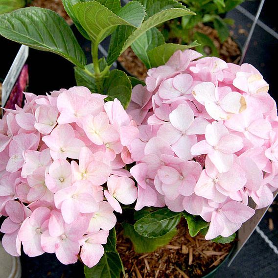 Hydrangea macrophylla 'Belle Seduction'