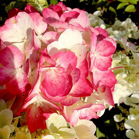 Hydrangea paniculata 'Diamant Rouge'