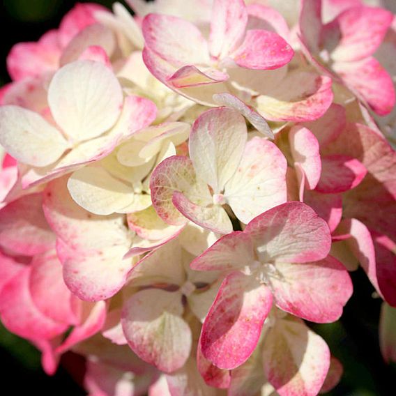 Hydrangea paniculata 'Diamant Rouge'