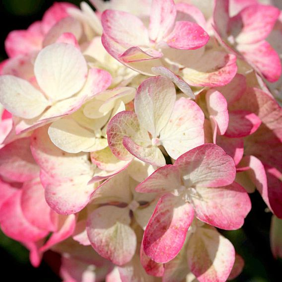 Hydrangea paniculata 'Diamant Rouge'