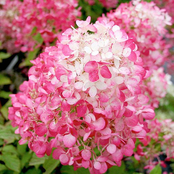 Hydrangea paniculata 'Diamant Rouge'