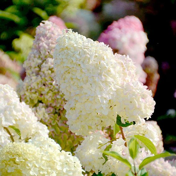 Hydrangea paniculata 'Diamantino'