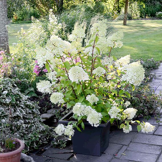 Hydrangea paniculata 'Diamantino'