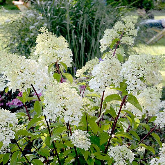 Hydrangea paniculata 'Diamantino'