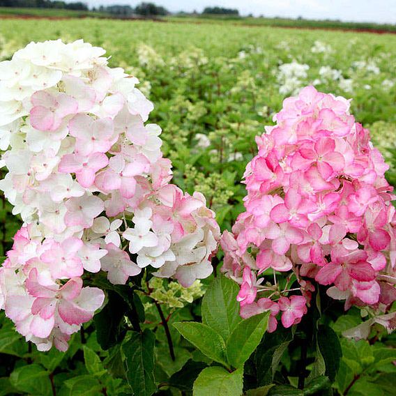 Hydrangea paniculata 'Fraise Melba'