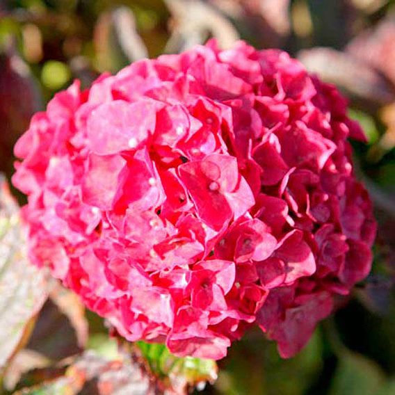 Hydrangea macrophylla 'Glowing Embers'