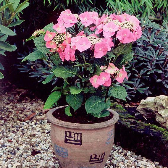 Hydrangea macrophylla 'Zorro'