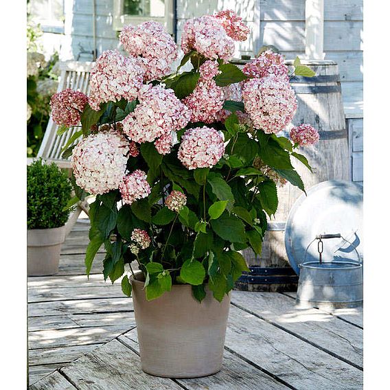 Hydrangea arborescens 'Candybelle Bubblegum'