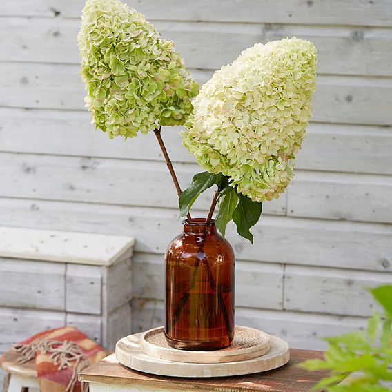 Hydrangea paniculata 'Hercules'