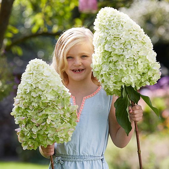 Hydrangea paniculata 'Hercules'