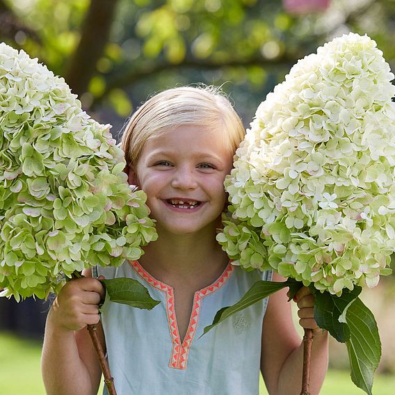 Hydrangea paniculata 'Hercules'