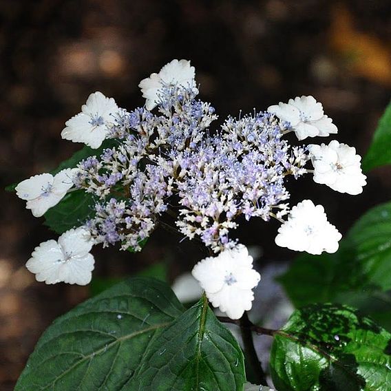 Hydrangea serrata 'Intermedia' (Acuminata)