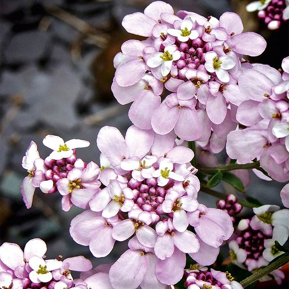 Candytuft 'Pink Ice'