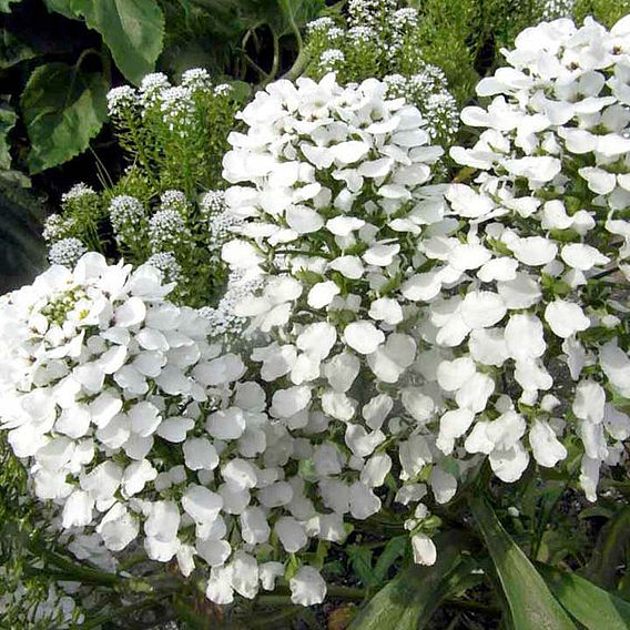 Candytuft Seeds - Mount Hood