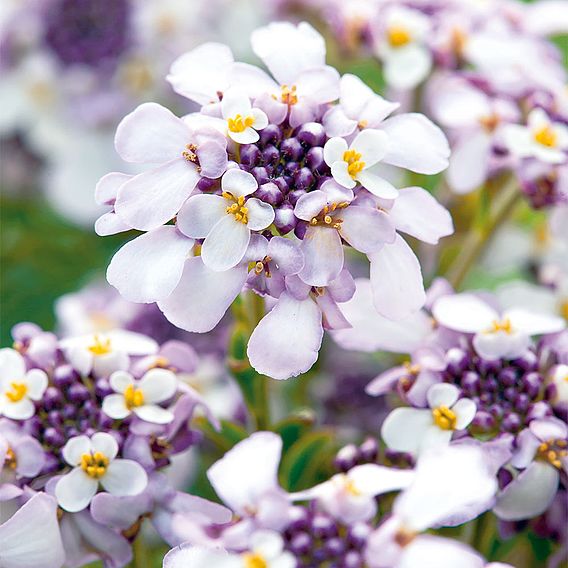 Candytuft 'Pink Ice'