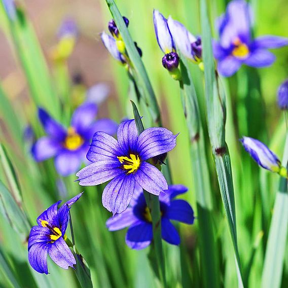 Idaho Blue-Eyed Grass 'Moody Blues' - Seeds