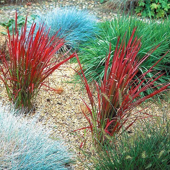 Japanese Blood Grass - Red Baron