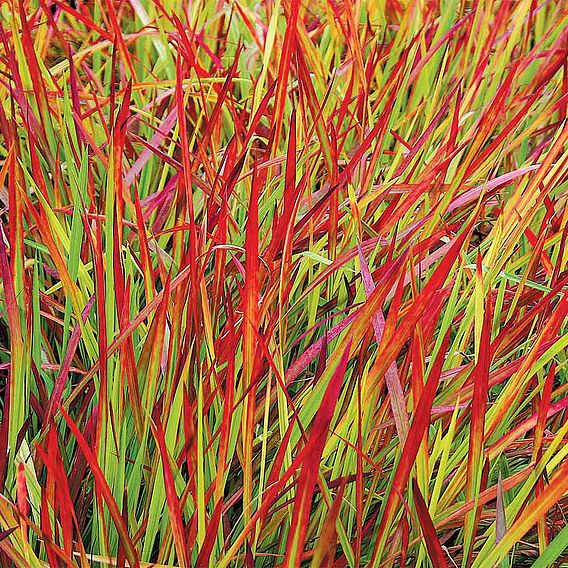 Japanese Blood Grass - Red Baron