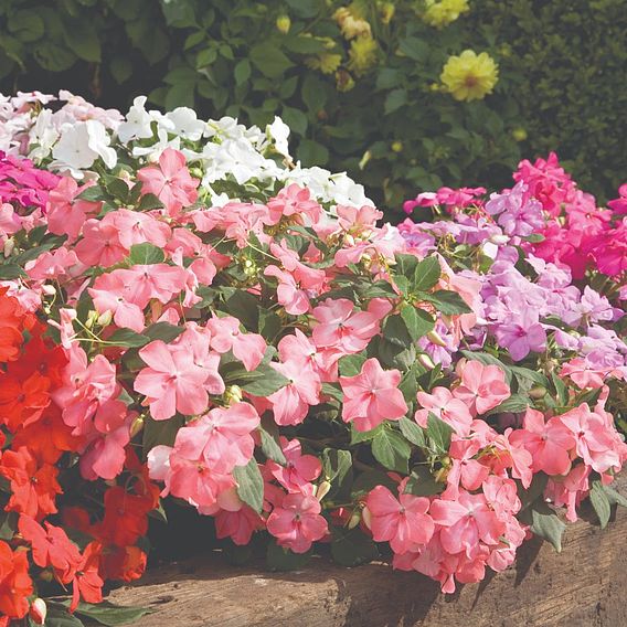 Impatiens 'Super Hybrid Mix' - Seeds