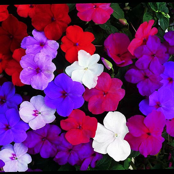 Impatiens 'Super Hybrid Mix' - Seeds