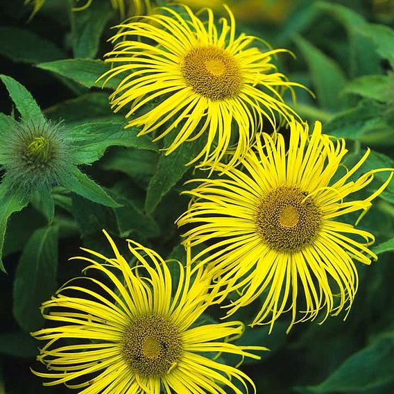 Inula Seeds - Grandiflora