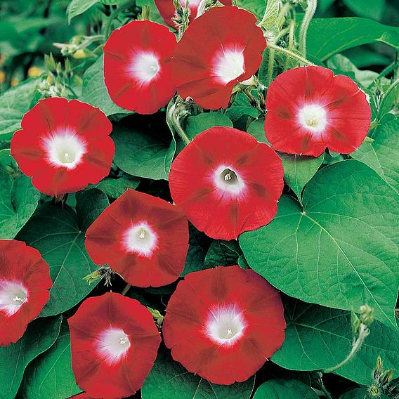 Morning Glory Seeds - Crimson Rambler