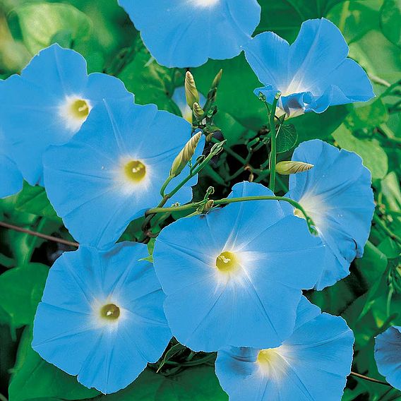 Morning Glory 'Heavenly Blue' - Seeds