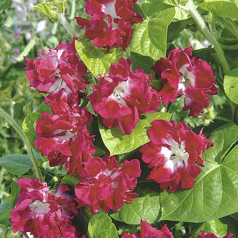 Ipomoea Imperialis Sunrise Serenade - Seeds