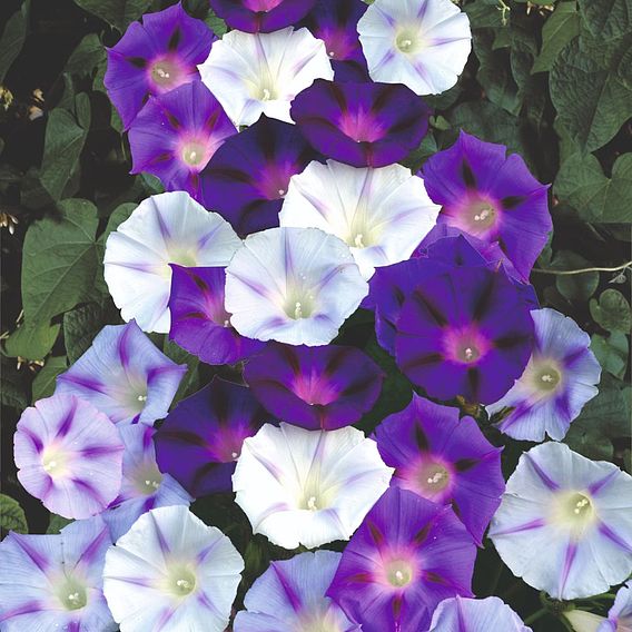 Morning Glory 'Inkspots' - Seeds