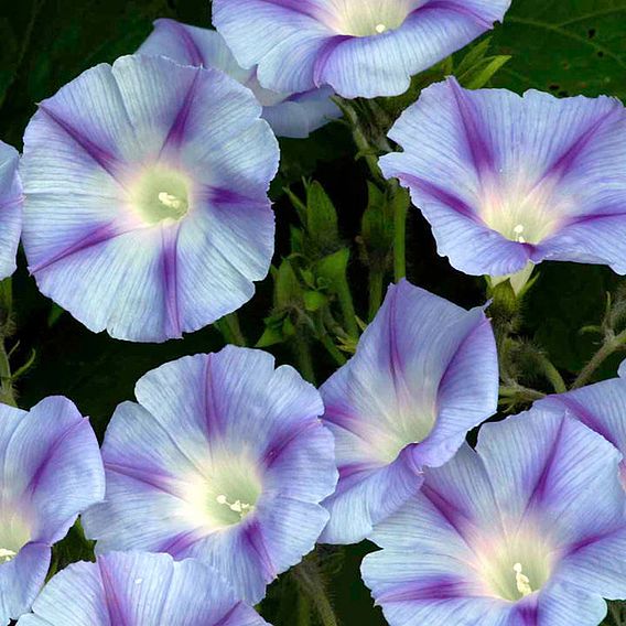 Morning Glory 'Dacapo Light Blue' - Seeds