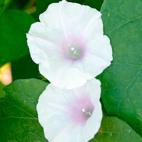 Ipomoea White Pink Blush - Seeds