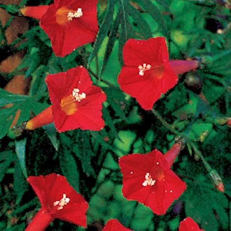 Ipomoea Quamoclit Cardinal - Seeds