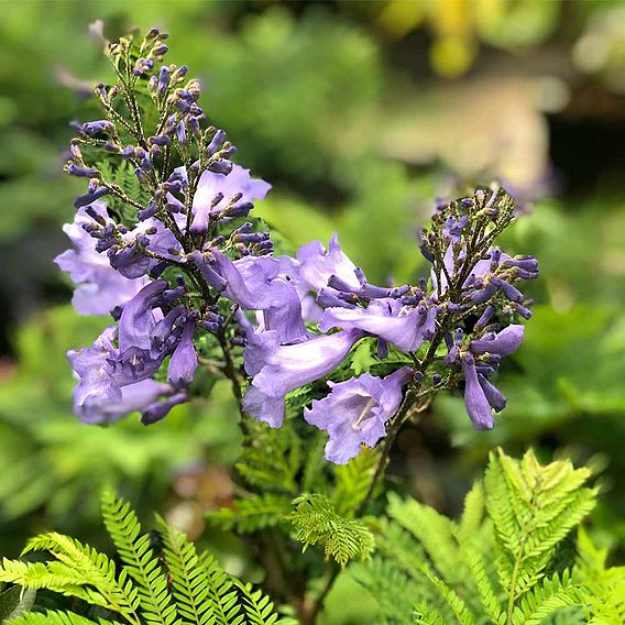 Jacaranda 'Bonsai Blue'