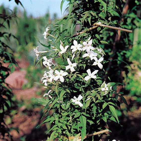 Trachelospermum Jasminoides