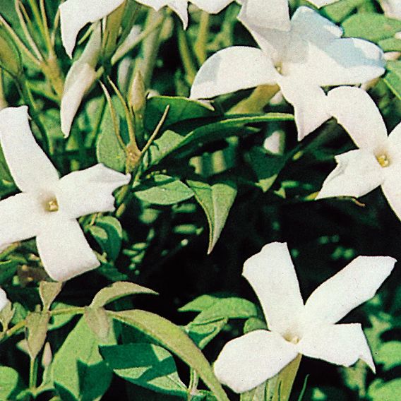 Trachelospermum Jasminoides