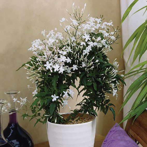 Jasmine Polyanthum Plant