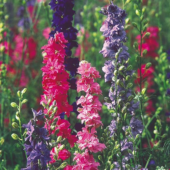 Larkspur Seeds - 'Stock' Flowered Mix