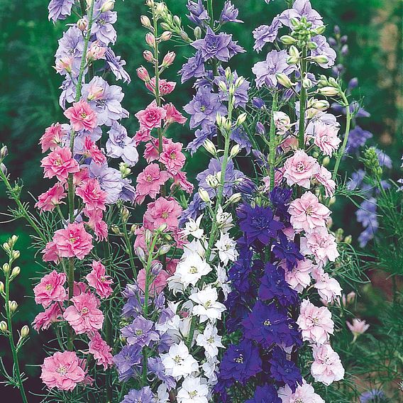 Delphinium 'Little Rocket Mix' - Seeds