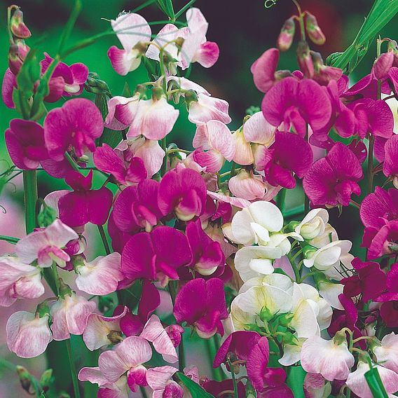 Sweet Pea Seeds - Everlasting Mix