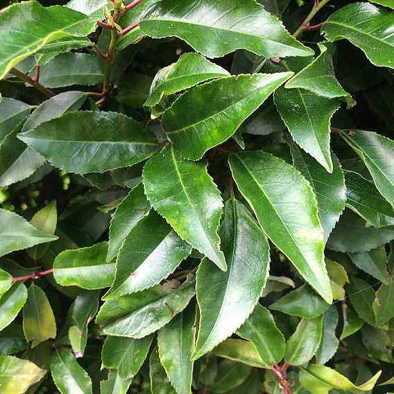Prunus lusitanica (Hedging)
